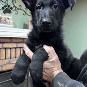 Charlie, German Shepherd Puppy